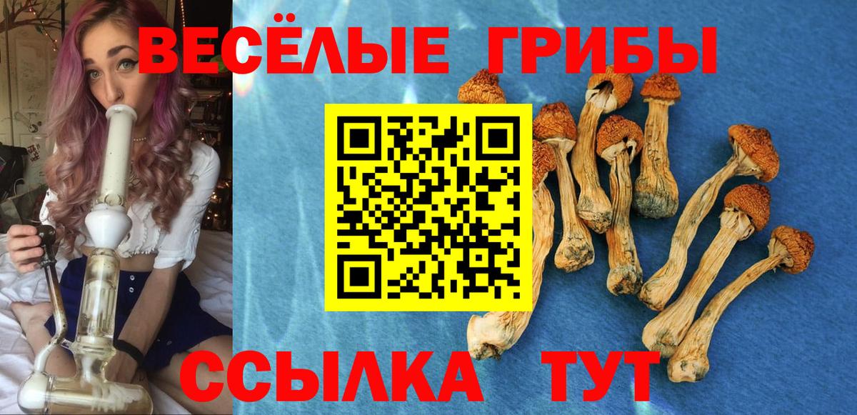 Псилоцибиновые грибы Psilocybe Тольятти